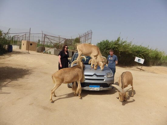 Africano Safari Park Alexandria