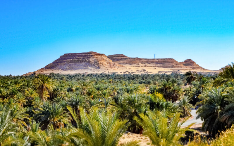 siwa oasis