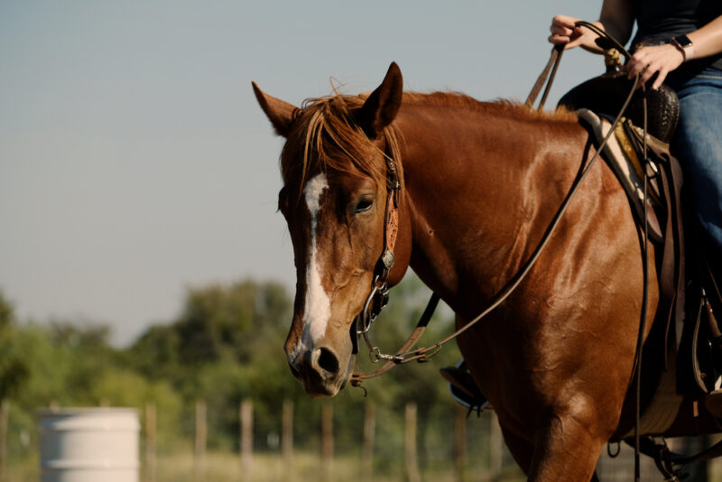 Horseback Riding Luxor