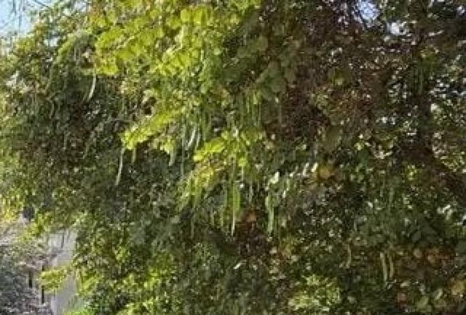 8219907 - صورة العقار 2