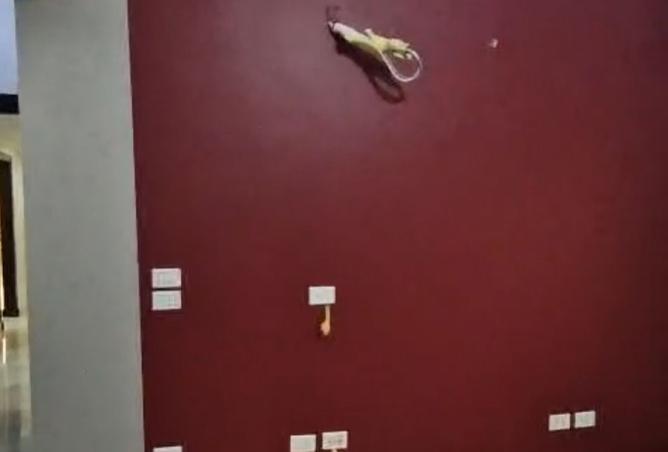 8535063 - صورة العقار 2