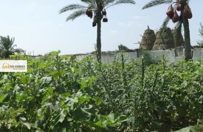 Farm - Studio for sale in Al Sadat City - Madinat Al Menofeya - Al Menofeya
