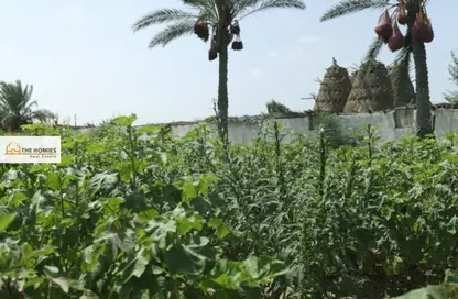 مزرعة - استوديو للبيع في مدينة السادات - مدينة المنوفية - المنوفية