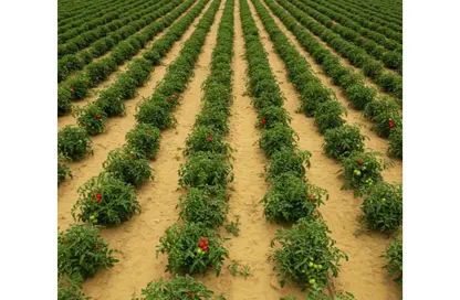 Farm - Studio for sale in Cairo Alexandria Desert Road - 6 October City - Giza
