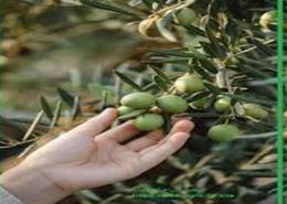 قطعة أرض for للبيع in وادي النطرون - البحيرة