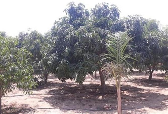 7974707 - صورة العقار 2