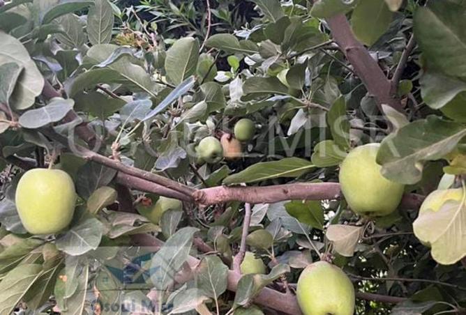 8517668 - صورة العقار 2