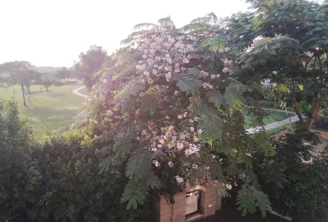 8162463 - صورة العقار 2