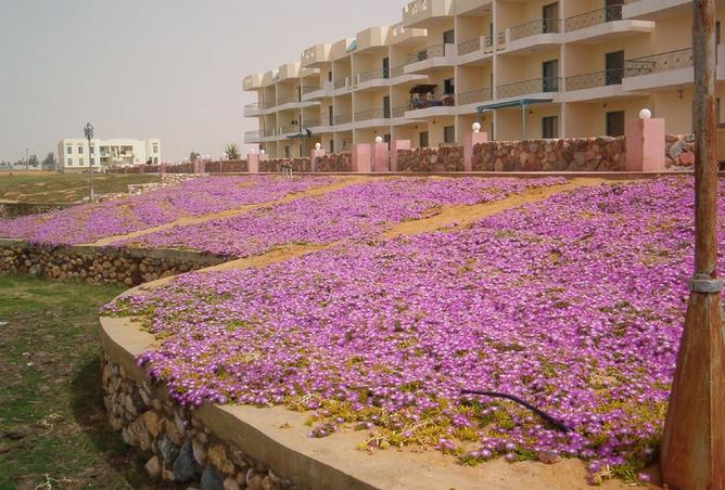 8525247 - صورة العقار 2