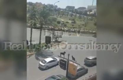 مساحات مكتبية - استوديو - 1 حمام للايجار في بالم هيلز أكتوبر - طريق مصر اسكندرية الصحراوي - مدينة 6 أكتوبر - الجيزة