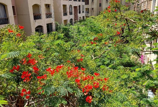 7894841 - صورة العقار 2