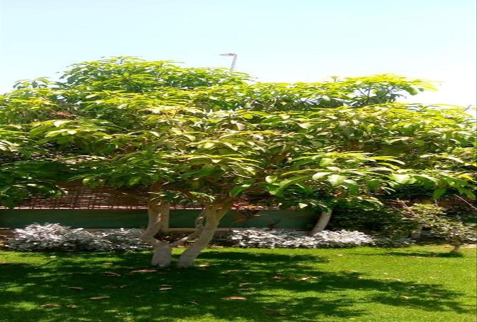 7966567 - الصورة الرئيسية للعقار