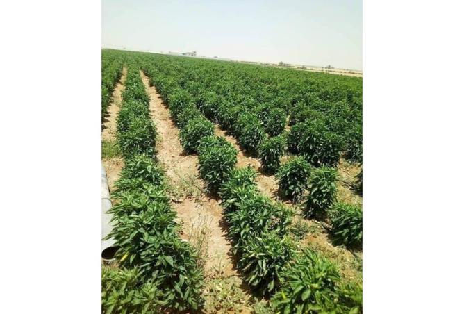 8220002 - صورة العقار 2