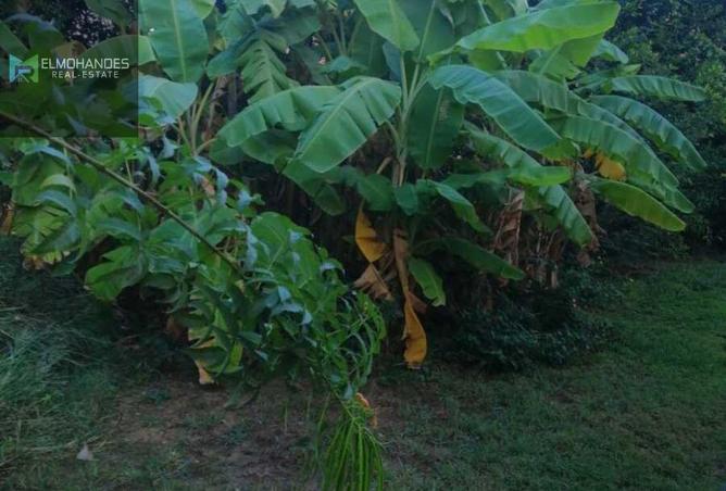 8431975 - الصورة الرئيسية للعقار