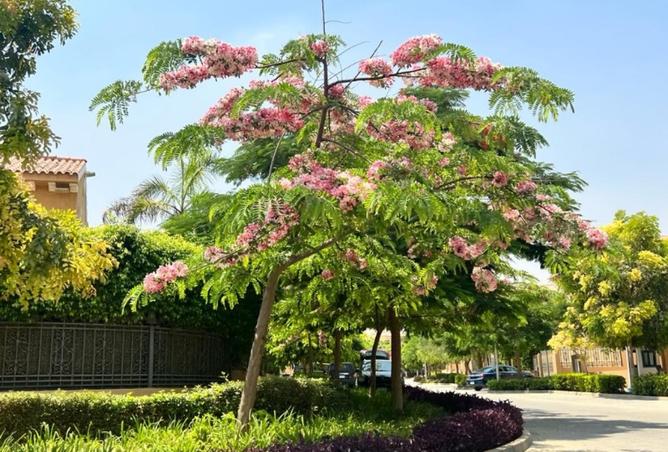 8052689 - صورة العقار 3