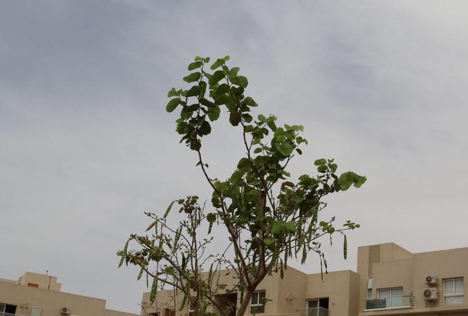 8296354 - الصورة الرئيسية للعقار