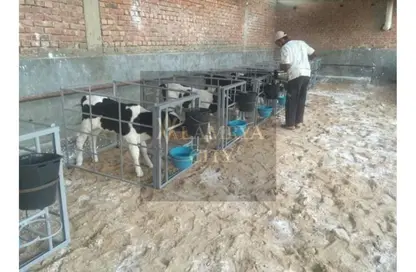 Farm - Studio for sale in European Countryside - Cairo Alexandria Desert Road - 6 October City - Giza