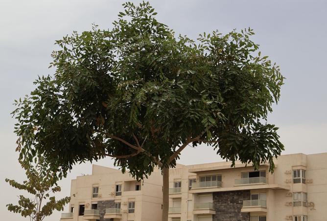 8299653 - صورة العقار 2