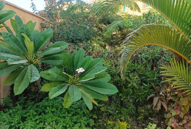 8238994 - صورة العقار 3