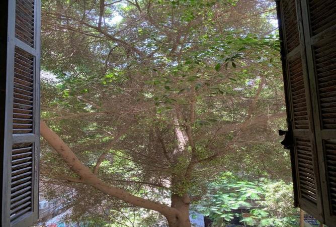 8042243 - صورة العقار 3