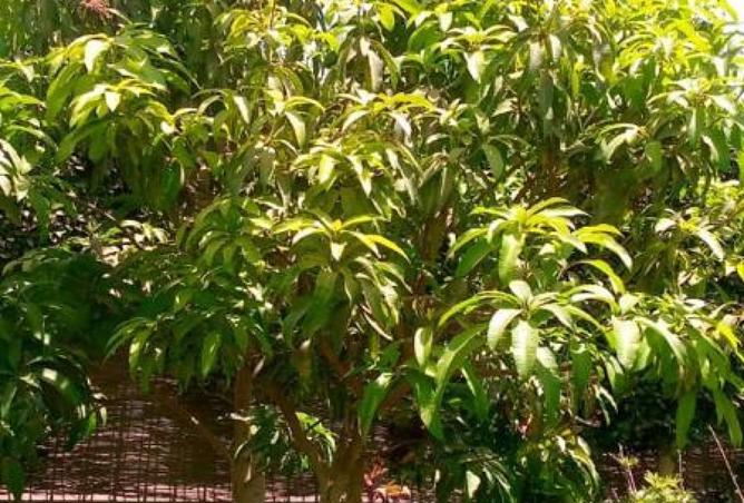 8255877 - صورة العقار 2