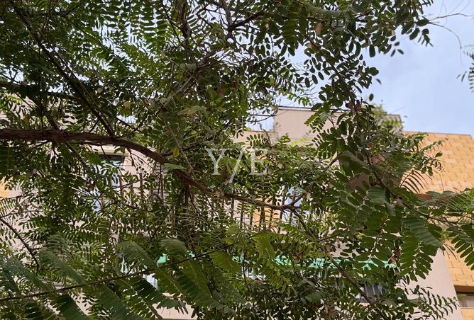 8203869 - الصورة الرئيسية للعقار