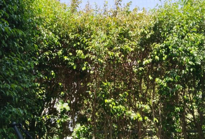 8201369 - صورة العقار 3