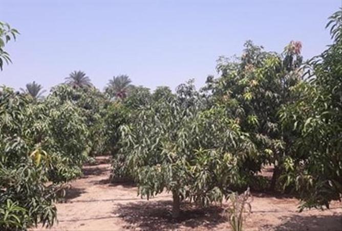 7974707 - الصورة الرئيسية للعقار