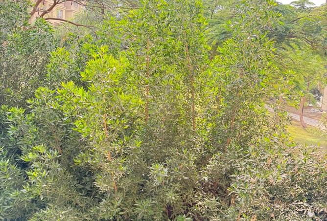 8339127 - الصورة الرئيسية للعقار