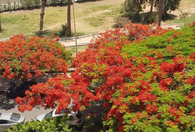 8297425 - الصورة الرئيسية للعقار