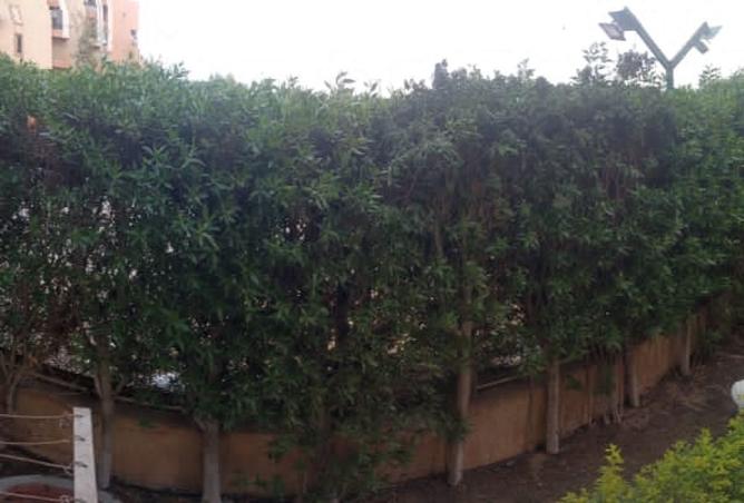 8469395 - صورة العقار 2