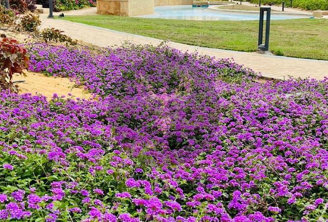 7942784 - الصورة الرئيسية للعقار