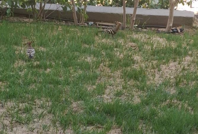 8257611 - صورة العقار 2