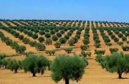 Farm - Studio for sale in Sia Marsa Matrouh - Marsa Matrouh - Matrouh