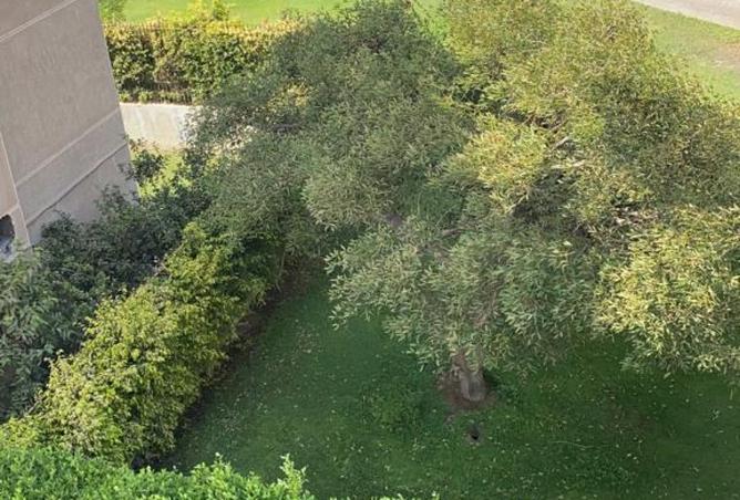 8291807 - الصورة الرئيسية للعقار