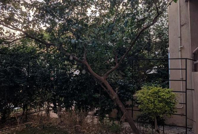 8104795 - صورة العقار 3