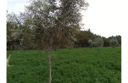 مزرعة - استوديو للبيع في التل الكبير - الإسماعيلية