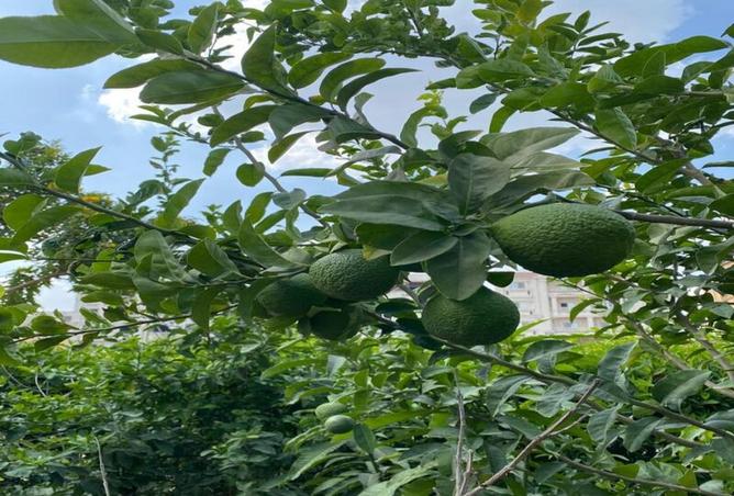 8337803 - صورة العقار 3