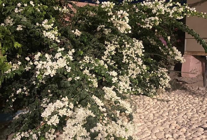 8302889 - صورة العقار 2