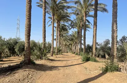 مزرعة - استوديو للبيع في المنصورية - حي الهرم - الجيزة